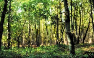 Why are the forests necessary for our environment?