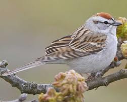 Human Speech Resembles Birdsong