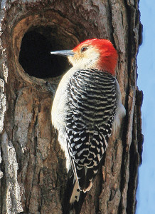 woodpecker