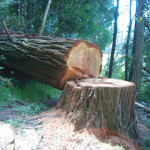 tree cut
