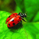 ladybug_604