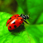 Ladybird’s Colour  Brightness Reveals their Toxicity