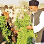 Muslim-Run Shelter for Cows in Rajasthan