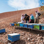 How Honey Makes  Money for  Afghan Women