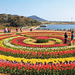 Tulip Garden of Kashmir