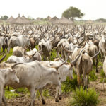 Cattle Sale Ban Law – Impact on Rural Livelihood