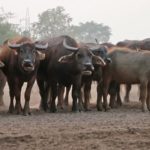 Cattle Related Terms  (مویشیوں سے متعلق اصطلاحات)