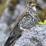 Bird Named after Salim Ali