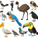 Terms Related with Birds (پرندوں سے متعلق الفاظ و اصطلاحات)
