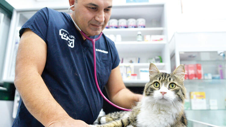 Antalya Congress to Bring Together Vets,  Cat Lovers