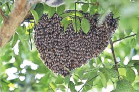 Bee Population Declining Due to Pesticides on the Peninsula
